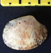 &copy; Thijs de Boer